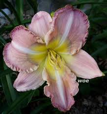 Photo of the bloom of Daylily (Hemerocallis 'Edith Bernhardt') posted by  mainstreet