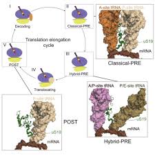 Need to unlock the trapped potential of their own employees by aligning. Dynamics Of Us19 C Terminal Tail During The Translation Elongation Cycle In Human Ribosomes Sciencedirect