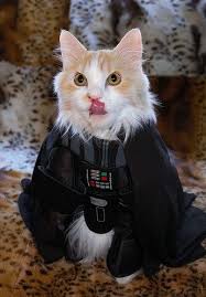 Cats And Star Wars Cats Pet Photography Cat Cat Dressed Up