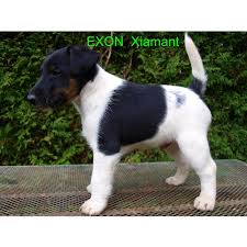 Image result for foxteriér hladkosrstý