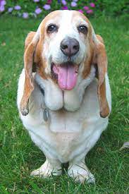 Basset Hound The Pet Wiki