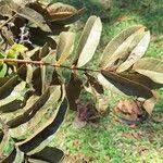 Image result for Canarium schweinfurthii