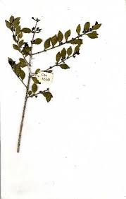 Image result for Psydrax fragrantissima