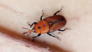 Si votre arbre est infesté, donc condamné, ils se proposent de venir récupérer chenilles et cocons qui leur permettront de poursuivre leurs recherches. Nematodes Contre Les Ravageurs Des Palmiers