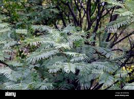 Image result for Cyphostemma hermannioides