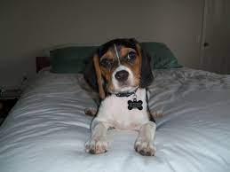 Maybe you would like to learn more about one of these? The Beagalier Beagle Cavalier King Charles Spaniel Mix Cavalier King Charles Spaniel Mix Small Dog Breeds King Charles Spaniel