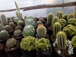 A love that grew into passion, mediterranean garden sells a wide variety of cactus and succulents in their etsy and ebay shop. Brendalyn S Cactus And Succulent Of Benguet Home Facebook