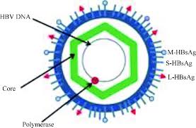 Вирус гепатита в имеет 8 генотипов: Morphology Of Hepatitis B Virus 16 18 Download Scientific Diagram