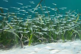 Check spelling or type a new query. North Kalimantan Offers Seaweed To Malaysia Republika Online
