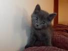 Russian Blue Breeders in Virginia | Kittens for Sale