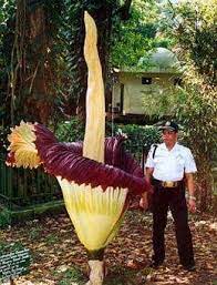 Stinking Titan Arum Corpse Flower Amorphophallus Titanum Corpse Flower Blooms In The Bogor Botanical Unusual Plants Corpse Flower Unusual Flowers
