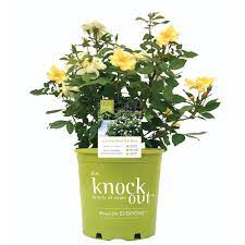 I planted 9 knockout roses under less than ideal conditions (soil not well amended, part sun) and they have bloomed and bloomed for me. Sunny Knockout Rose For Sale Buy Rose Bushes Online Perfect Plants