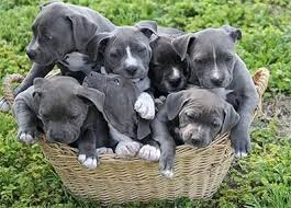 We did not find results for: Blue Nose Pit Bull Puppies Blue Nose Puppy Pictures