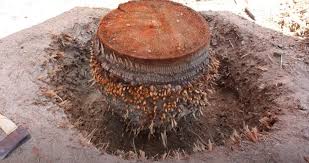 You don't have to buy a costly stump grinder, however. Palm Tree Stump Removal A How To Guide