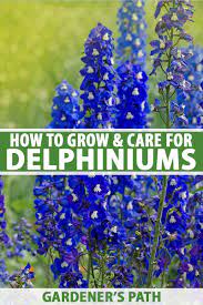 How To Grow And Care For Delphiniums Gardener S Path