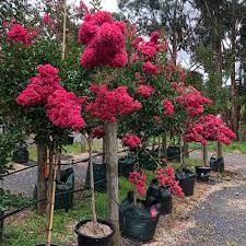 Lagerstroemia commonly known as crape myrtle or crepe myrtle, is a genus of around 50 species of deciduous and evergreen trees and shrubs native to the indian subcontinent, southeast asia, northern australia and parts of oceania, cultivated in warmer climates around the world. Tuscarora Crepe Myrtle Lagerstroemia Indica Blerick Tree Farm