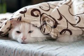 Auf moebel.de die richtige decke für jede jahreszeit. Katze Versteckt Unter Einer Decke Weisse Katze Im Bett Er Ist Fototapete Fototapeten Gemutlich Unter Liegend Myloview De