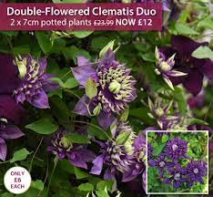 Check spelling or type a new query. Thompson Morgan Easy Grow Clematis Duo Only 6 A Pot Milled