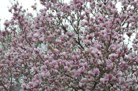 Image result for magnolia soulangeana