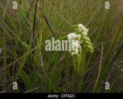 Image result for Schizochilus