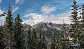 For this reason, the latin name is commonly used to designate trees. Washington State Reisebericht 10 Highlights Tipps Breuers Usa Reiseblog