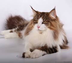 Un'altra razza di gatti da appartamento a pelo lungo perfetta per vivere in casa è il ragdoll. Gatto Norvegese Delle Foreste Carattere Prezzo Cuccioli Cure E Consigli