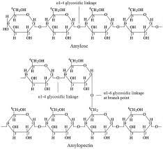 It is the most common carbohydrate in human diets and is contained in large amounts in staple foods like potatoes, maize (corn), rice, wheat and cassava (manioc). Physical And Chemical Modifications In Starch Structure And Reactivity Intechopen