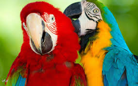 صور ببغاء Pesquisa Google Parrot Wallpaper Macaw Parrot Parrot