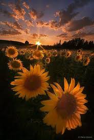 We have got 13 picture about aesthetic sunflowers pictures images, photos, pictures, backgrounds, and more. Aesthetic Sunflowers 2 Wattpad