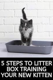 Pin On I Worship The Cats