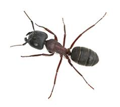 Call today for a free pest control consultation. Carpenter Ants Pest Control Near Me Apollox 1 Rated In Ctapollox