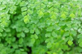 アジアンタムのまとめ 育て方 水やりや植え替え と花言葉等20個のポイント 植物の育て方や豆知識をお伝えするサイト