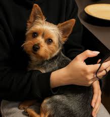 Yorkie puppy brings joy and love