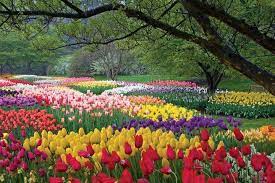 Tulip Fields In Holland Longwood Gardens Spring Longwood Gardens Garden In The Woods