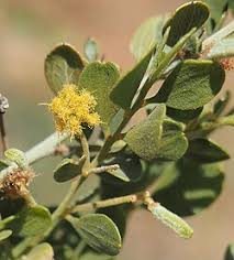 Image result for Acacia montigena
