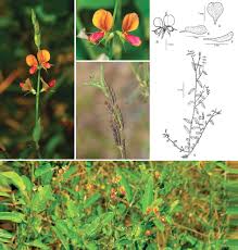 Image result for Alysicarpus