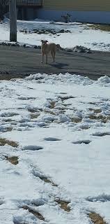 Anyone own this dog? Running