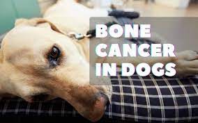 Depending on the grade of the tumor, dogs may live and survive upwards of 22 months or only survive an additional six months. Bone Cancer In Dogs How Long Can A Dog Live With Bone Cancer