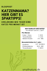 was kostet eine katze pro monat ubersicht mit 5 spartipps katzen katze kosten alles fur die katze