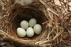 Small Bird Eggs With Brown Spots House Finch Eggs Sparrow Eggs Bird Eggs Finches Bird