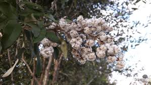 Image result for Tarchonanthus camphoratus