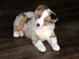 We did not find results for: Puppies Border Collie Fan Club