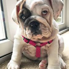 Lil chief, female ab at 3.5 months. 10 Cute Bulldogs To Bring A Smile On Your Face