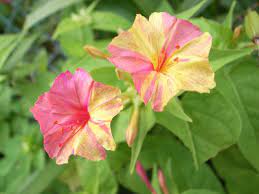 Treat as annuals in the upper south. Four O Clock Flowers How To Grow Four O Clocks