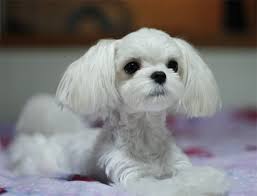 This haircut style cuts the coat hair to the short length of a ½ inch or a ¼ inch. Imjuskoolykedat S Image Maltese Dogs Puppy Haircut Maltese Haircut