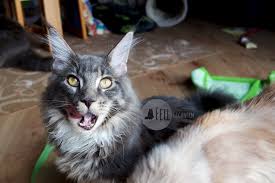 Katze Frisst Nicht Teil 2 Wie Du Deine Katze Zum Fressen Animieren Kannst Fellgiganten