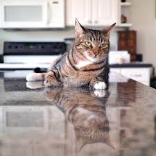Always say no and move him or her to a preferred spot straight away. How To Keep Your Cat Off The Counter Top 10 Ways Family Handyman