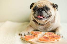 We recommend that you read our review of top dog food in india to choose the right dog food for your pug. How To Choose The Best Dog Food For Pugs Dogexpress