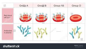 10 blood type antigens and antibodies chart proposal sample