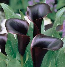There are numerous lores about this beautiful hawaiian flower, including that they. 28 Black Flowers And Plants To Add Drama To Your Garden Balcony Garden Web